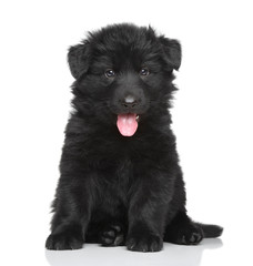 Black German shepherd puppy