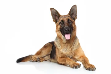 Fotobehang Hond Duitse herder