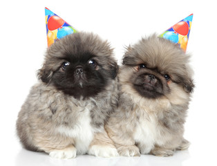 Pekingese puppies in party cones