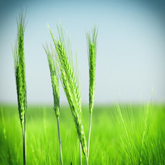 Organic green wheat close up