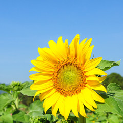 Naklejka premium Bright Sunflower Against a Blue Sky