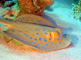 Blue spotted sting ray under coral