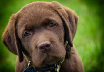 young labrador retriever puppy © Željko Radojko