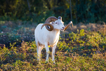 Naklejka premium Texas Dall Sheep Ram