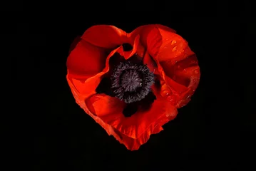 Photo sur Plexiglas Coquelicots fleur de pavot rouge sur fond noir