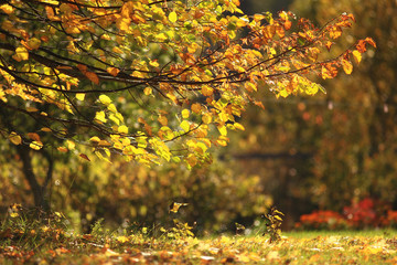 texture of autumn branch background