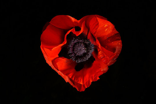 Fototapeta red poppy flower on a black background