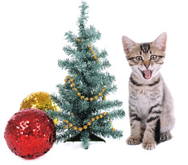 Little kitten with Christmas decorations isolated on white
