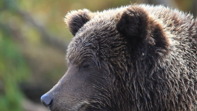 bear portrait