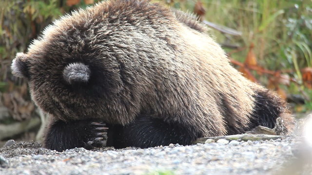 bear portrait
