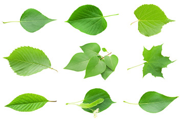 Fototapeta premium Green Leaves