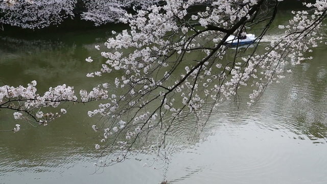 皇居千鳥ヶ淵の桜　（2013年3月22日）　ボートを漕いで写真を撮る人々