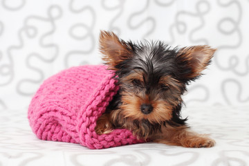 Yorkshire Terrier in a knitted hat