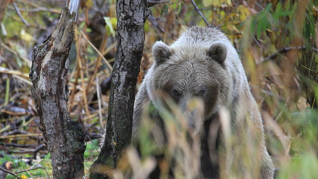 bear portrait