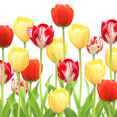 Fototapeta premium Tulips