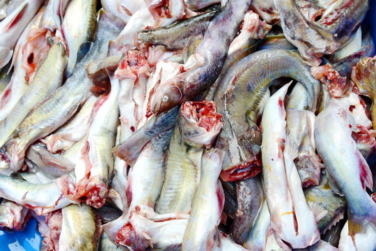 Dried fish  