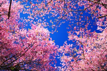 Rolgordijnen Roze Sakura-kersenbloesembloemen in het voorjaar © karinkamon