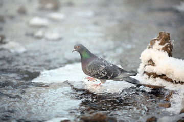 small bird in the cold winter