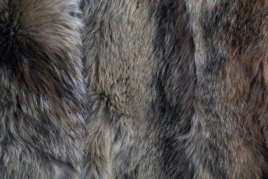 Wolf Fur Texture