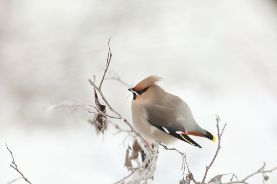 small bird in the cold winter