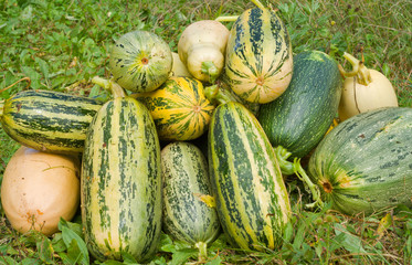 Vegetable marrows 26