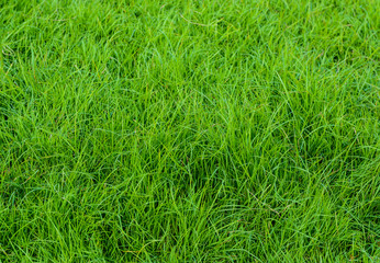 green grass pattern from golf course at sunset tim