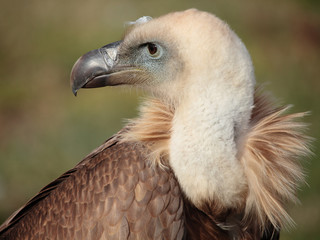 vulture portrait