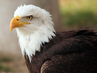 bald eagle portrait