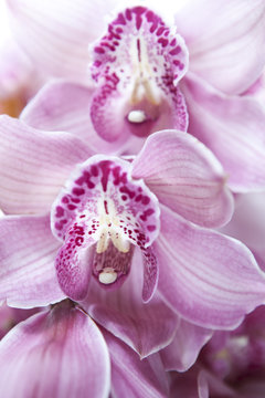Beautiful pink orchid 
