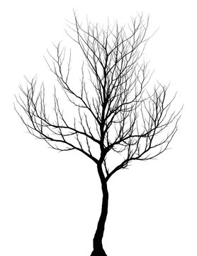 tree simple dark silhouette isolated on white background