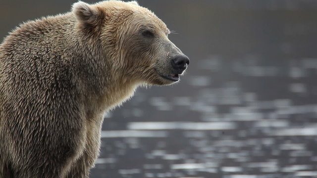bear portrait