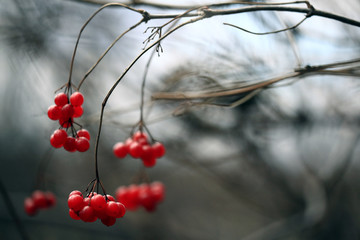 red viburnum berries on a branch