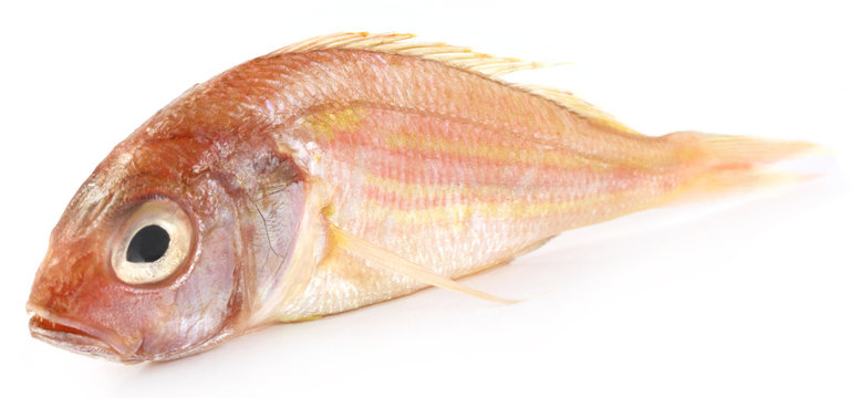รูปภาพFishtail – เลือกดูภาพถ่ายสต็อก เวกเตอร์ และวิดีโอ28,151 | Adobe Stock