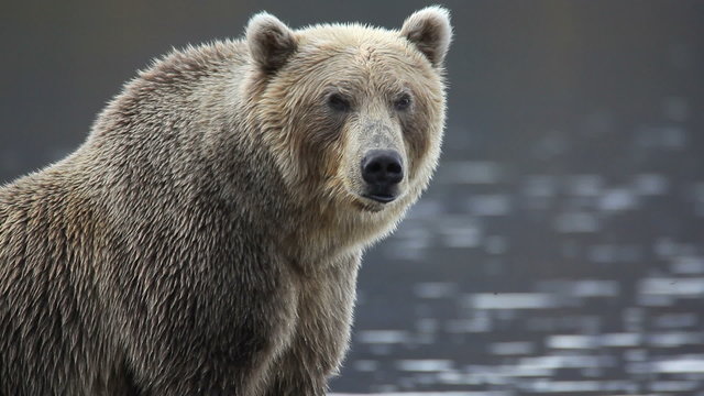 bear portrait