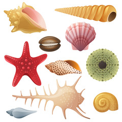 seashell icons