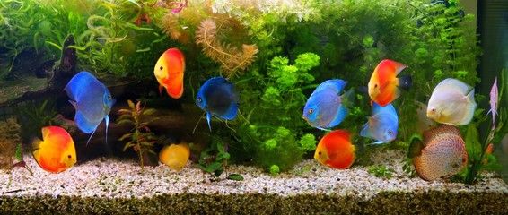 Discus (Symphysodon), multi-colored cichlids in the aquarium
