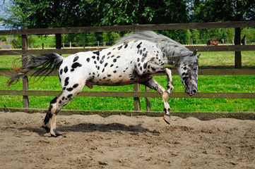 Appaloosa horse - 59475244