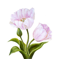 Obraz na płótnie Canvas Tulips, oil painting on canvas