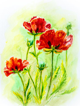 Poppies on green, watercolor