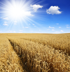 Naklejka premium golden wheat with sunny sky