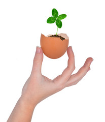 Hand holding clover growing out of the egg.New life concept.
