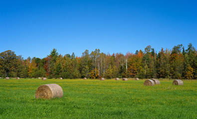 Hay bales in Maine field