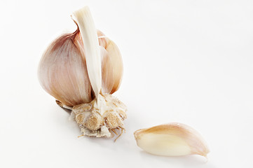 garlic