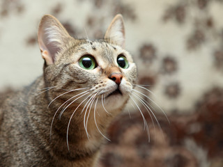 Portrait of elegant gray Cat with green eyes