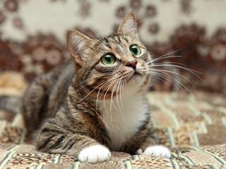 Gray stripe cat with green eyes lying on carpet