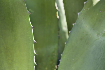 Cactus Detail Background