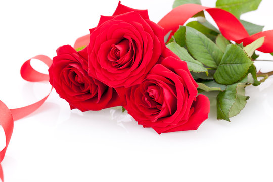 frische rote rosen mit einem roten band isoliert