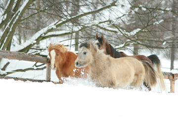 Fototapeta na wymiar Horses running in the lot of snow in winter