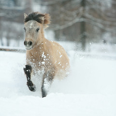 Fototapeta na wymiar Adorable and cute bay pony running in winter
