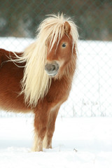 Beautiful chestnut pony with long mane in winter